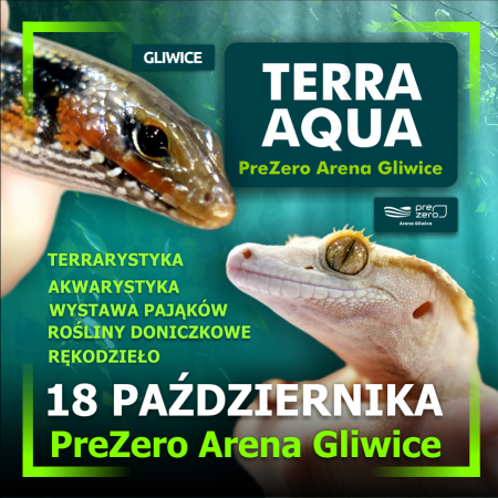 TERRA  AQUA GLIWICE / TARGI AKWARYSTYKI / PIĘKNO RĘKODZIEŁA  / WYSTAWA PAJĄKÓW